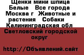 Щенки мини шпица Белые - Все города, Москва г. Животные и растения » Собаки   . Калининградская обл.,Светловский городской округ 